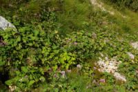 2014-08-02_06FritzPflaum-Steig (180).JPG